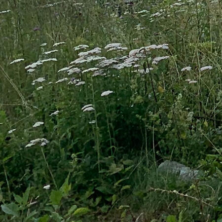 hobbit house lookin&#39; aah thing